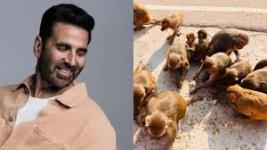 Akshay Kumar's special Diwali present to the Ayodhya monkeys
								